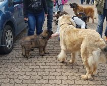 Oktberwanderung 07.10.18 Saarwellingen