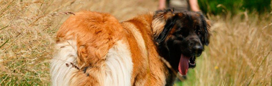 Leonberger Saar