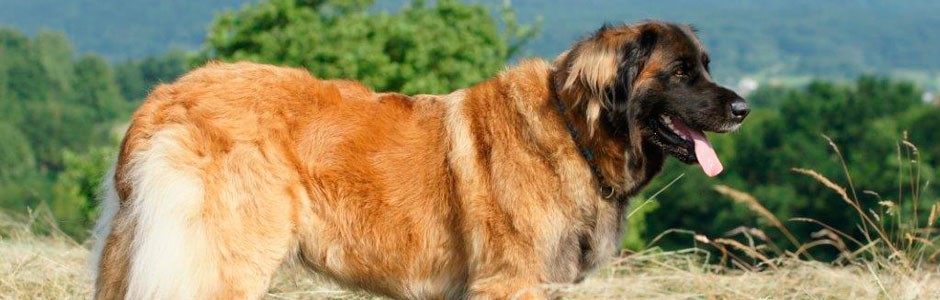 Leonberger Saar